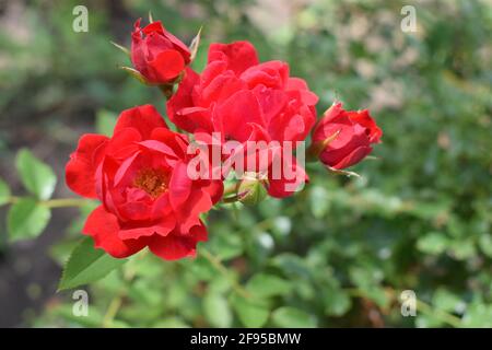 Big red rose close up. Deep Red color. Big beautiful red rose flower ...