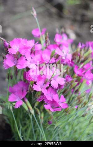Flower Carnation gratianopolitanus Firewitch with lilac petals. Dianthus chinensis flower pink backgrounds bloom at spring in garden. Dianthus gratian Stock Photo