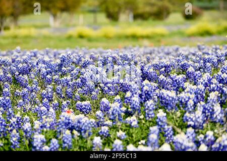 Bluebonnet field in central texas Stock Photo