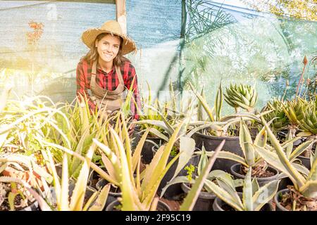 small aloe plants in a greenhouse woman horticulturist ready for transplant Stock Photo