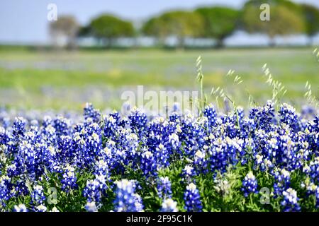 Bluebonnet field in central texas Stock Photo
