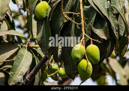 Green Raw mango fruit on tree. Stock Photo