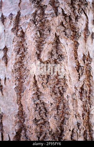 Bark of an aspen tree in closeup Stock Photo
