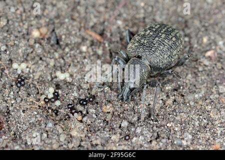 Beetle of Otiorhynchus (sometimes Otiorrhynchus) and its eggs on soil.