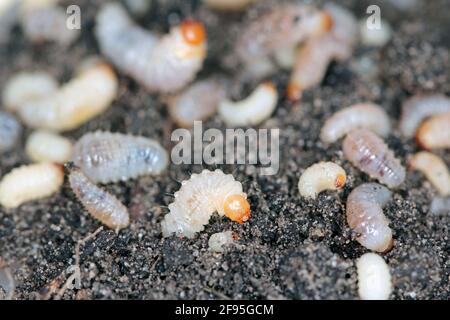 Larvae of Otiorhynchus (sometimes Otiorrhynchus) on soil. Many of them e.i. black vine weevil (O. sulcatus) or strawberry root weevil (O. ovatus)