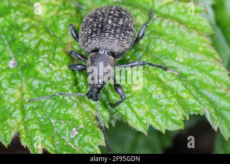 Beetle of Otiorhynchus (sometimes Otiorrhynchus) on conifers. Many of them e.i. black vine weevil (O. sulcatus) or strawberry root weevil (O. ovatus)