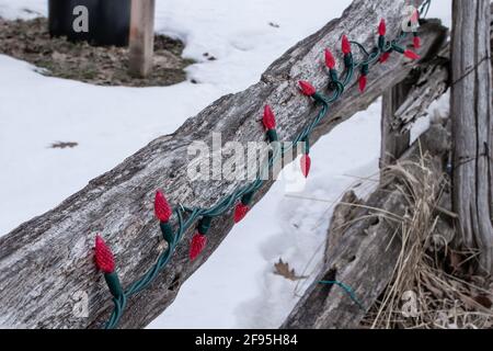 A tangle of red Christmas light bulbs unlit on an old rickety wooden fence in London Canada. Rustic holiday-themed decorations for the season. Stock Photo