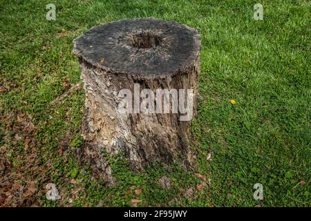 A crumbling cut tree stump eaten away by termites and other insects with a hole in the center from rotting surrounded by grass on a sunny day in sprin Stock Photo