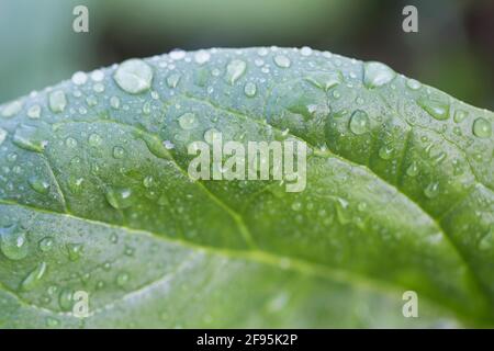 Water drops on green leaf, macro concept Stock Photo
