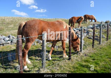 Horses in field, Panorama, Llangollen Stock Photo