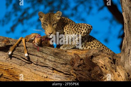BOTSWANA: The leopard looks on as it munches down on its impala prey. THIS UNLUCKY impala?s eyes POPPED out of the sockets after a leopard CRUSHED its Stock Photo