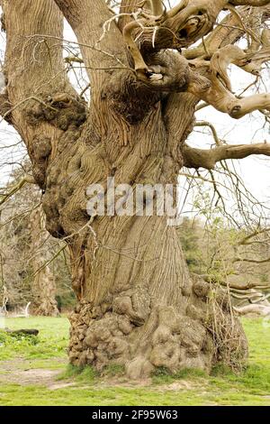 Twisted bark of a tree in winter. Ancient old tree. Stock Photo