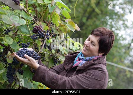 Mature woman picking grapes in the garden Stock Photo