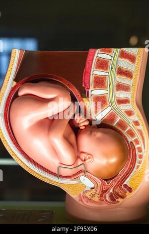 Ninth month pregnancy pelvis anatomy model displayed at Science Museum in London Stock Photo