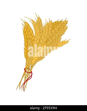 Bunch of wheat. Reap of spiked grain heads. Sheaf of crop ears. vector Stock Vector