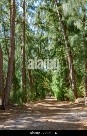 Trail through Australian pine trees (Casuarina equisetifolia) at Wolf Lake Park, vertical - Davie, Florida, USA Stock Photo