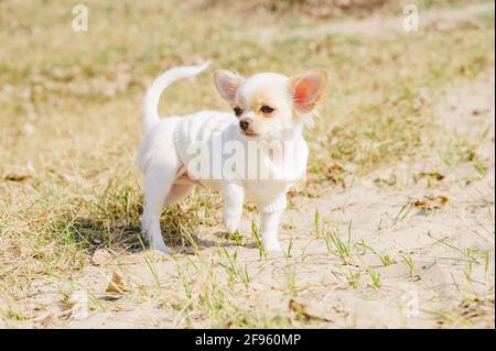 Chihuahua dog going on green grass background. White Chihuahua puppy walks on the grass. Stock Photo