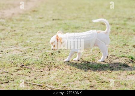 Chihuahua dog going on green grass background. White Chihuahua puppy walks on the grass. Stock Photo