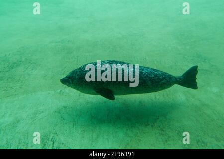 Common seal / harbour seal (Phoca vitulina) swimming underwater in basin at Seal Centre / Seehundstation Friedrichskoog, Schleswig-Holstein, Germany Stock Photo