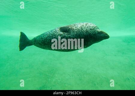 Common seal / harbour seal swimming upside down underwater in basin at Seal Centre / Seehundstation Friedrichskoog, Schleswig-Holstein, Germany Stock Photo