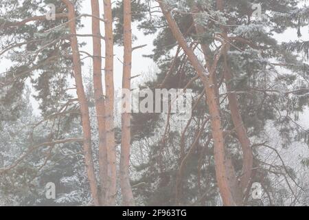 Frost covered pine woodland in Turiec region, Slovakia. Stock Photo