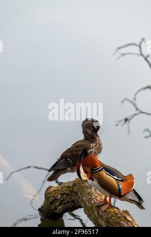 Mandarin ducks, Aix galericulata, male and female pair preening on a fallen tree in a lake Stock Photo
