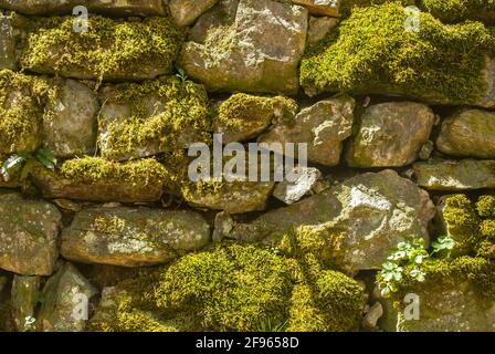 Stone wall with fresh green moss closeup at stone background Stock Photo