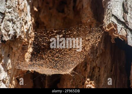 Spider web closeup on ree trunk eaten by insectsc closeup as wooden background Stock Photo