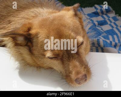 An adopted dog from Abkhazia is sunbathing on the apartment's balcony, St Petersburg, Russia