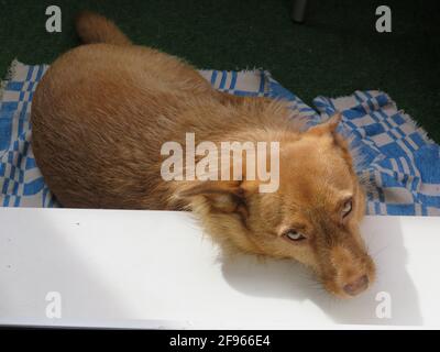 An adopted dog from Abkhazia is sunbathing on the apartment's balcony, St Petersburg, Russia