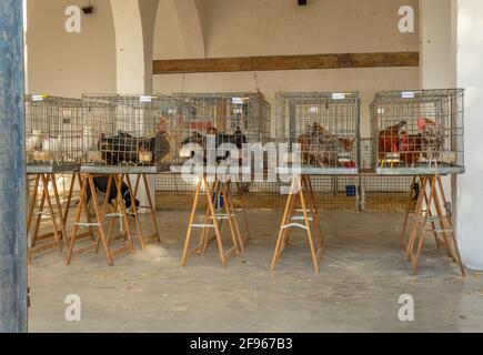 Sale of poultry, hens and roosters, caged on tables. Weekly street market in the Majorcan town of Sineu Stock Photo