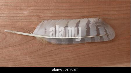 The Underside of a Great Horned Owl Feather Stock Photo