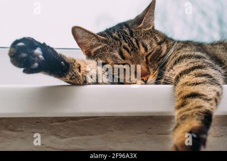 Cute cat sleeping at home on the windowsill close up Stock Photo