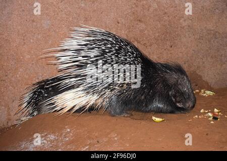 Closeup shot of a cute crested porcupine eating food in the zoo Stock Photo