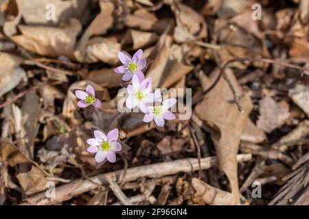 Close up view of a cluster of sharp-lobed Hepatica wildflowers (anemone acutiloba) growing undisturbed in their native woodland habitat in spring Stock Photo