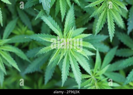 Light green leaves of bushes of a ganja in the sunset light Stock Photo
