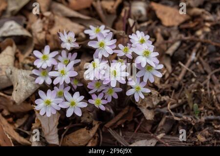 Close up view of a cluster of sharp-lobed Hepatica wildflowers (anemone acutiloba) growing undisturbed in their native woodland habitat in spring Stock Photo
