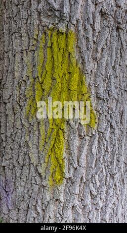 Tree trunk in the woods with arrow directional sign on it. Hiking trail ...