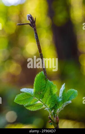 Plant detail, leaves, back light Stock Photo
