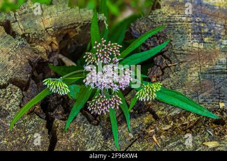 Pink wildflower on rotten tree stump, close-up Stock Photo