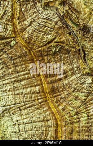 Close up of dry and cracked log wood Stock Photo
