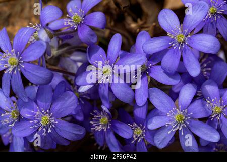 Violet Hepatica nobilis, first spring flowers in the blurred background of nature. Beautiful blue blossoms. Wild forest plant. Close up. Stock Photo