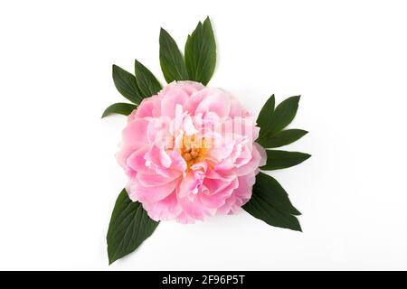 Pink peony flower isolated on white background. Copy space. Flat lay. Stock Photo
