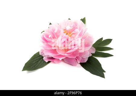 Pink peony flower isolated on white background. Closeup. Copy space.