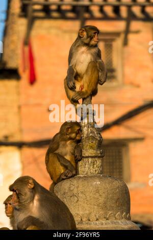 the monkey temple Swayambhunath stupa Stock Photo - Alamy