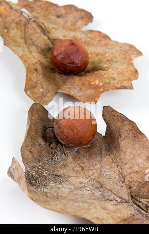 Oak apple or oak gall on two fallen dry leaves found in a forest in springtime isolated on white background. Tree infection. Closeup. Stock Photo