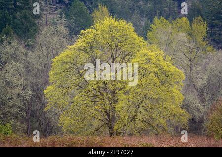 Bigleaf Maple tree budding out in Spring; Howard Buford Recreation Area, Willamette Valley, Oregon. Stock Photo