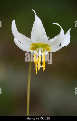 Oregon Fawn Lily (Erythronium oregonum); Howard Buford Recreation Area, Willamette Valley, Oregon. Stock Photo