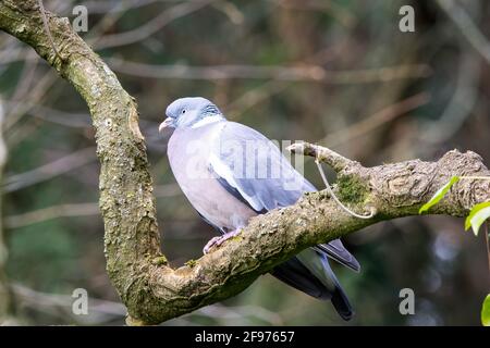 A wood pigeon perched on a tree branch Stock Photo