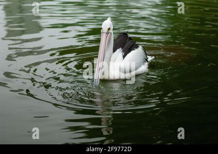 milky stork bird (Mycteria cinerea) swimming in the pond Stock Photo